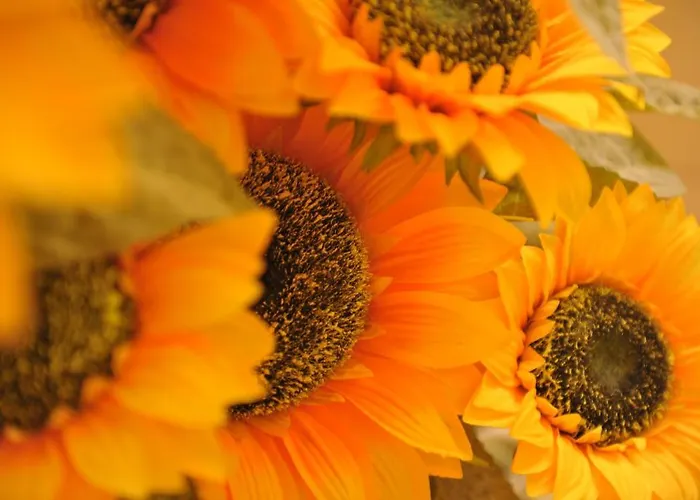 Aldebaran Centro Storico Nyaraló